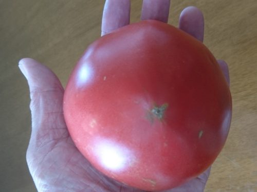 手のひらサイズのトマト