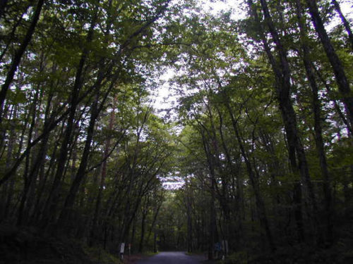 軽井沢の林