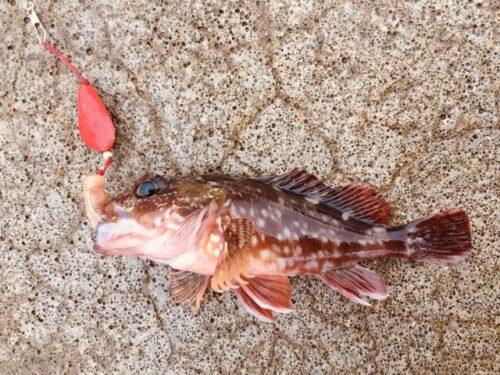 カサゴ釣り