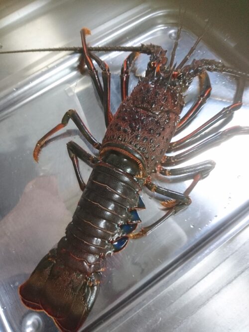 伊勢海老