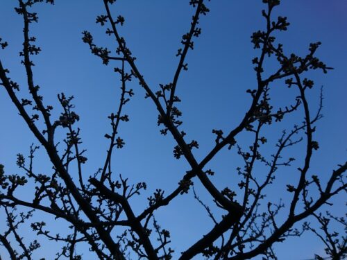 桜の枝