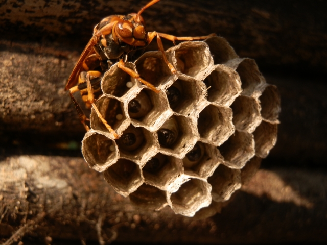 蜂の巣