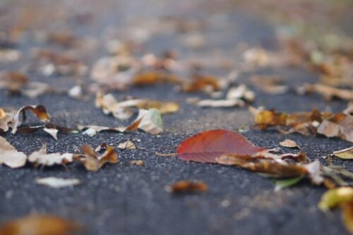 落ち葉の歩道