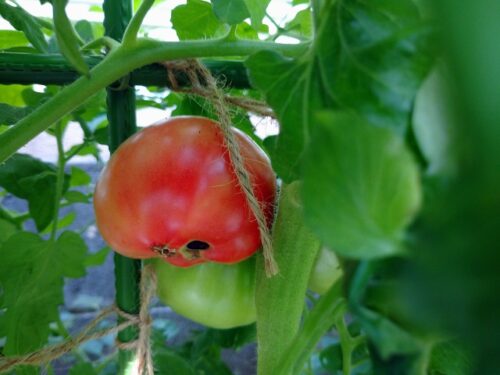 トマト黒い穴