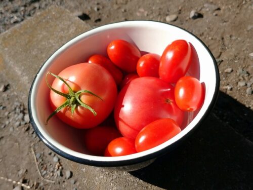 トマト、ミニトマト収穫