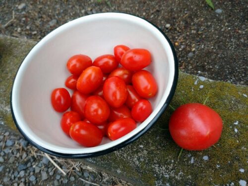 トマト・ミニトマト収穫