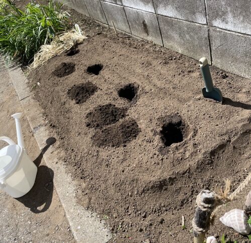 畝に植え付け準備