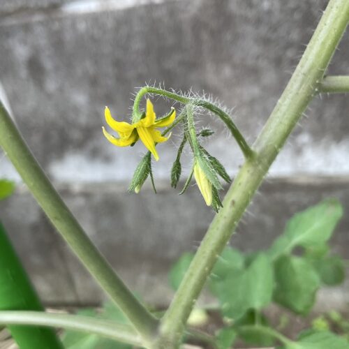 ミニトマト開花