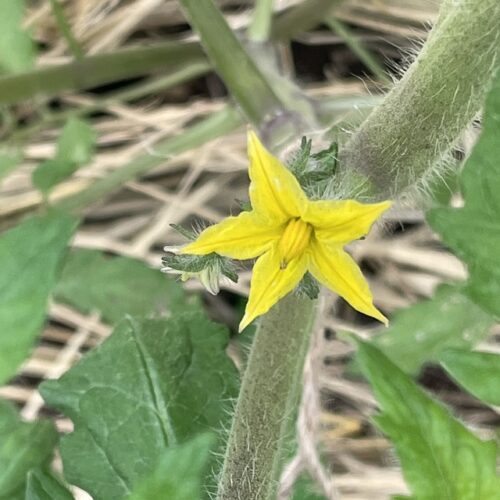 トマト開花