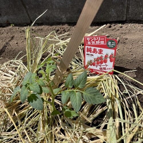 ミニトマト植え付け