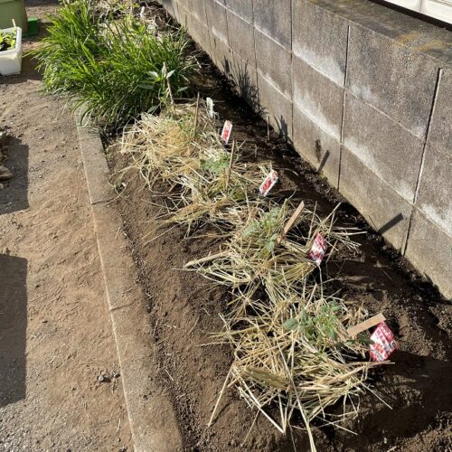 トマト・ミニトマト植え付け