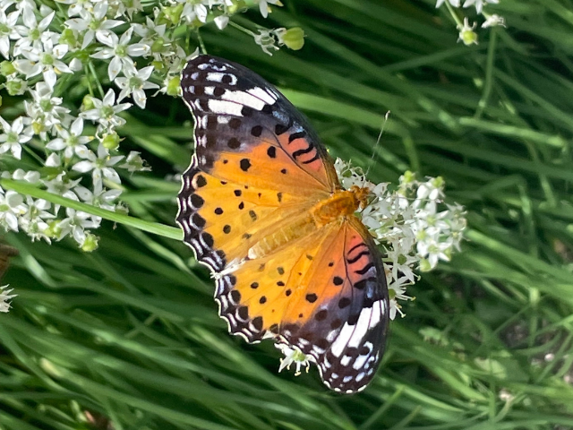 ニラの花と蝶