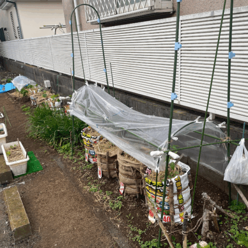 トマトの雨除け