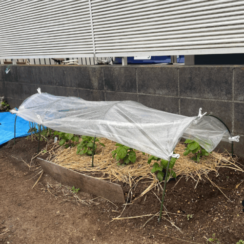 青じその雨除け