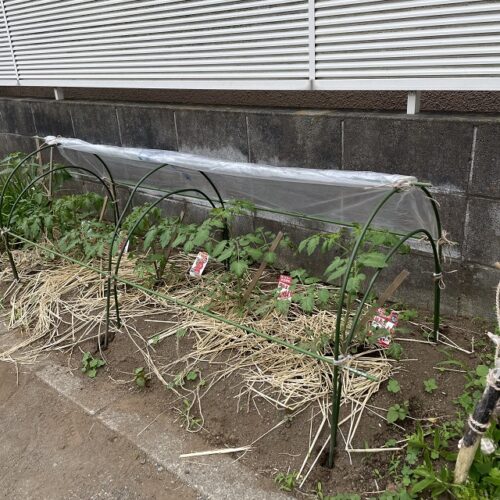 昨年のトマトとミニトマト植え付け