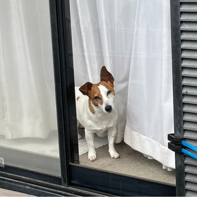 犬