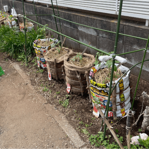 袋栽培で植え付け