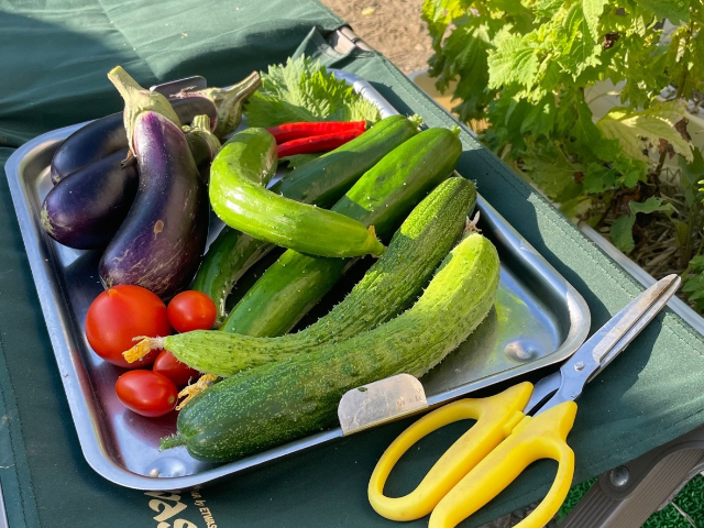 夏野菜収穫