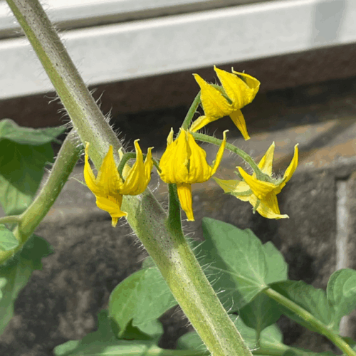 トマトの花