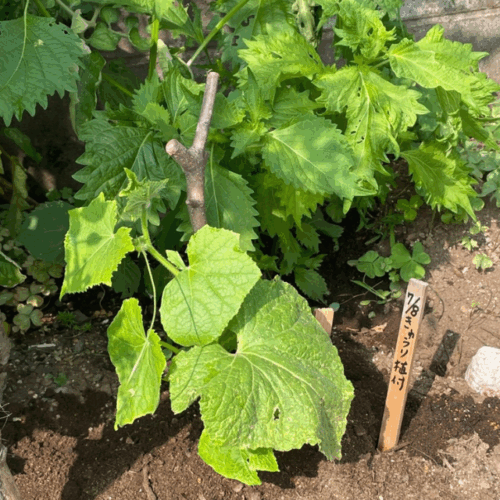 挿し木植え付け