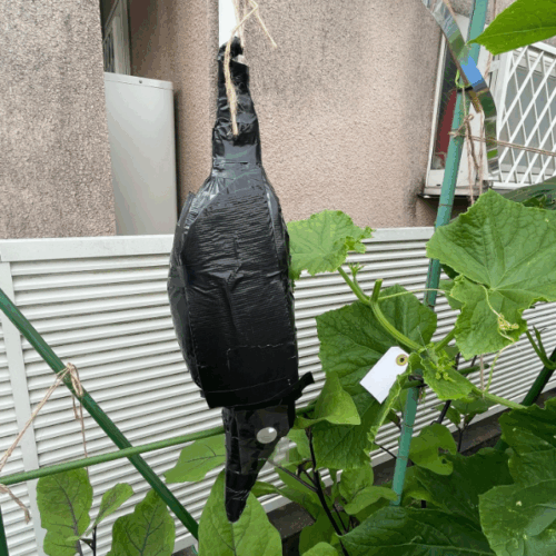 カラス除け